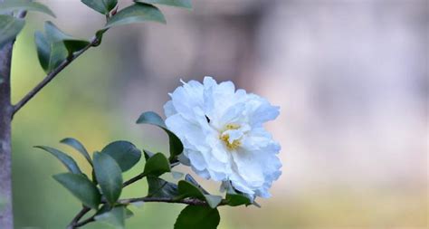 山茶花種植|花加